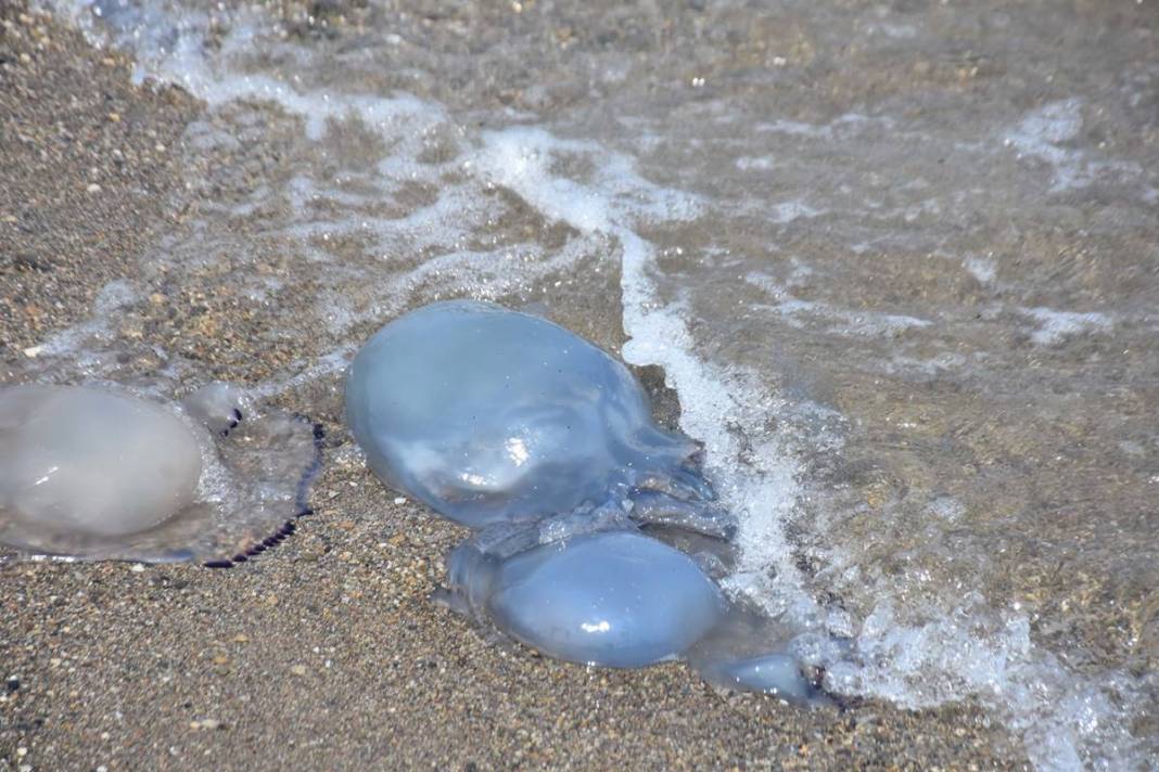 Yüzlercesi sahile vurdu, dokunan anında zehirleniyor! Mavi renklilere sakın yaklaşmayın, ölüm tehlikesi var 22